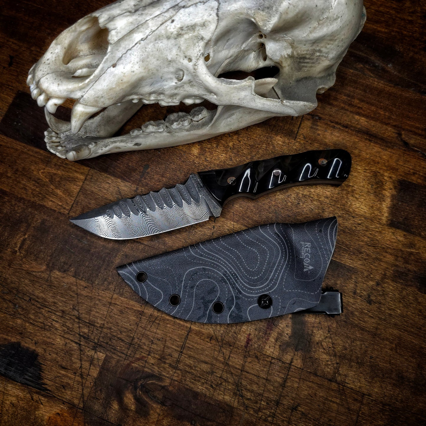 Modified bobtail wolf pup